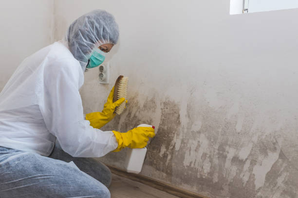 Best Attic Mold Removal  in Chelsea, MI