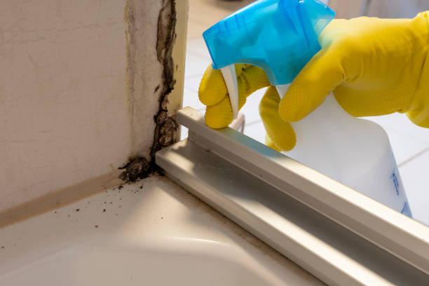 Best Residential Mold Removal  in Chelsea, MI
