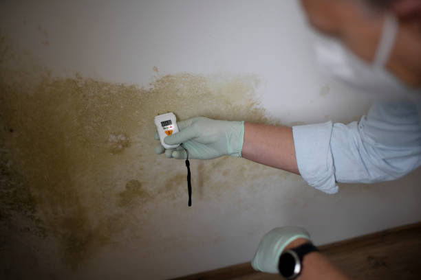 Best Certified Mold Removal  in Chelsea, MI