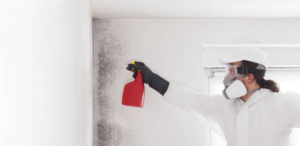 Mold Removal Process in Chelsea, MI