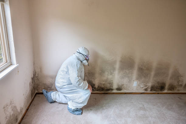 Best Mold Testing  in Chelsea, MI