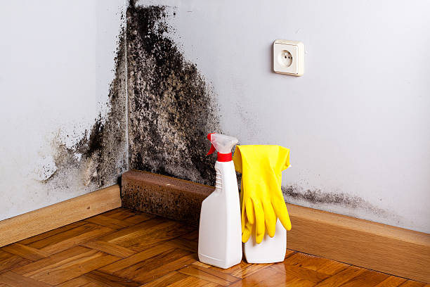 Best Mold Removal Process  in Chelsea, MI