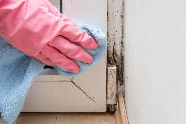 Best Affordable Mold Removal  in Chelsea, MI