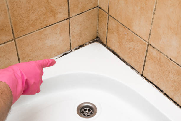 Office Mold Removal Services in Chelsea, MI